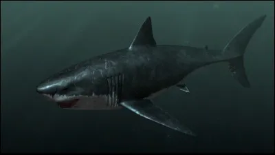 Quel était le plus grand des types de mégalodons ?