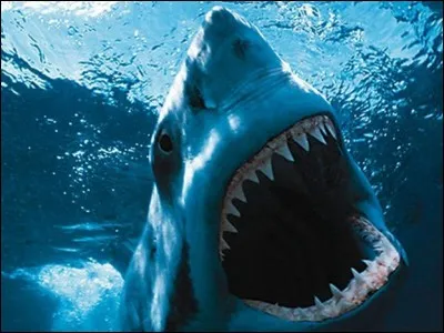 Carcharodon pesait :