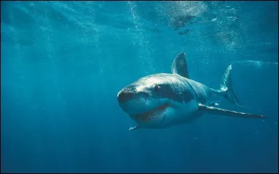 Est-il un ancêtre des requins ?