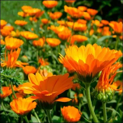 Aimes-tu ces fleurs ?