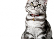 Test De Personnalite Quelle Race De Chat Es Tu