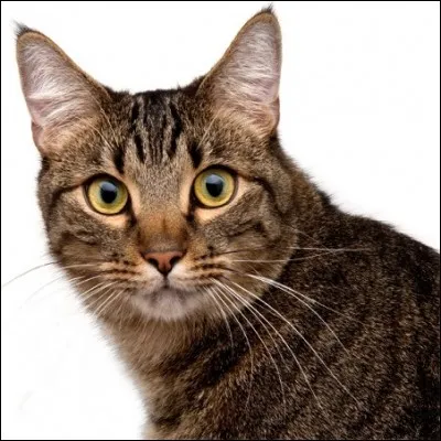 Si tu te mets dans la peau d'un chat, quel accessoire aimes-tu ?