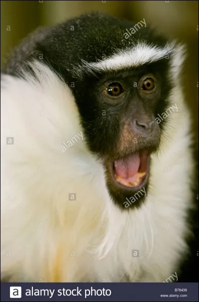 Et la femelle du singe est...