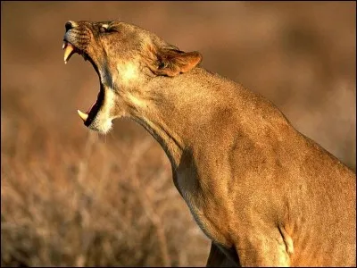 Le mâle de la lionne est...