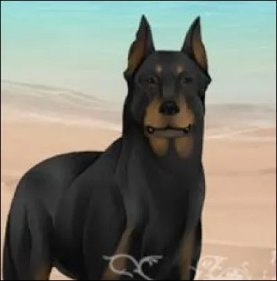 De quelle race est son chien ?