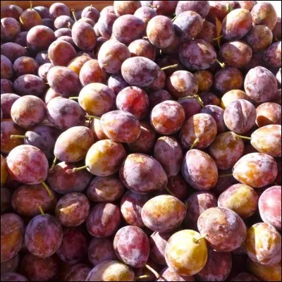 Quel est ce fruit à noyau ?