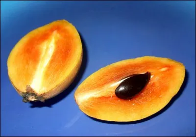 Quel est ce fruit à noyau ?