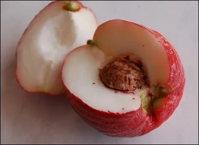 Quel est ce fruit à noyau ?