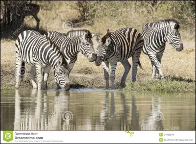 Sur quel continent les zèbres sauvages vivent-ils ?