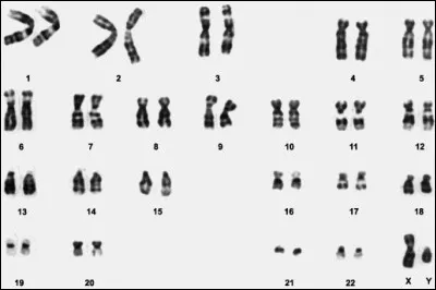 Que sont les chromosomes ?