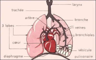 À quoi sert le cur dans notre corps ?