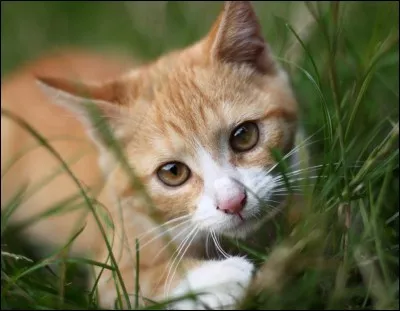 Tu viens de tuer une proie excellente. Mais un chat ennemi te prend par surprise et s'enfuit avec ta proie. Tu...