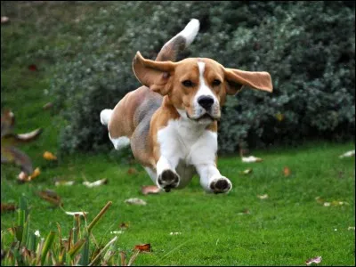 Tu vois des chiens arriver en fusée sur ton clan. Tu...