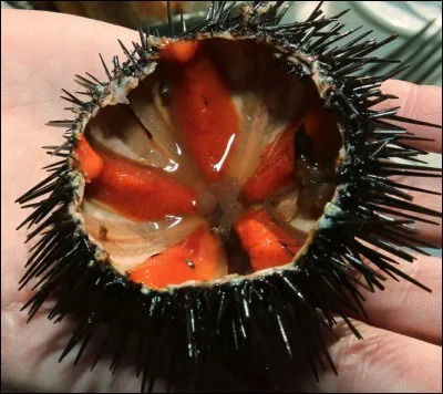 Quel est ce fruit de mer ?