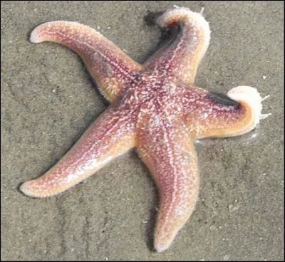 Quel est ce fruit de mer ?