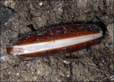 Quel est ce fruit de mer ?