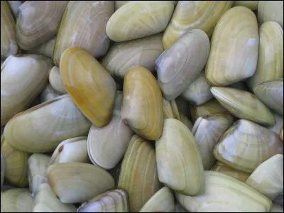 Quel est ce fruit de mer ?