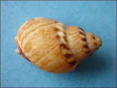 Quel est ce fruit de mer ?