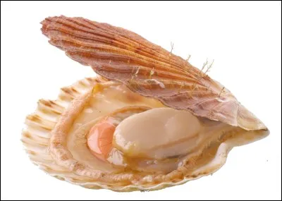 Quel est ce fruit de mer ?