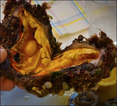 Quel est ce fruit de mer ?