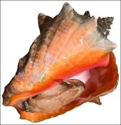Quel est ce fruit de mer ?