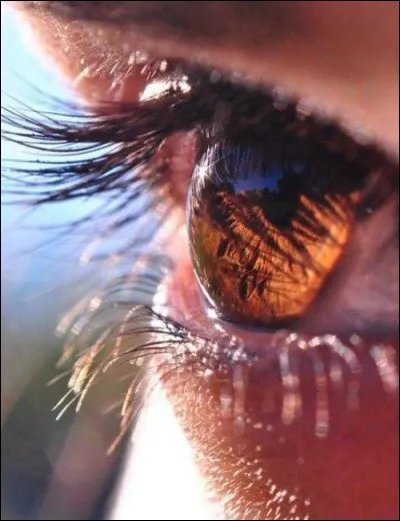 Quelle est la partie colorée de l'oeil humain ?