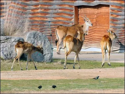 Quelle est la particularité du zoo de la Tête d'Or ?
