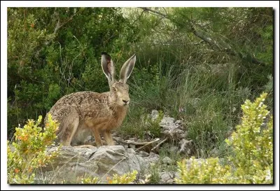 Au Québec, lorsqu'il tombe "des peaux de lièvre", il neige abondamment !