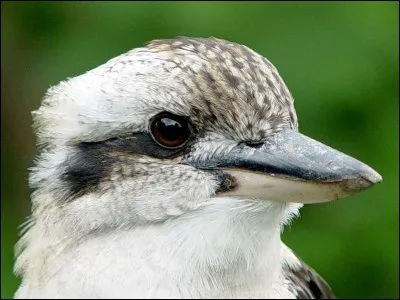 Le martin-pêcheur a un cousin, le martin-chasseur !