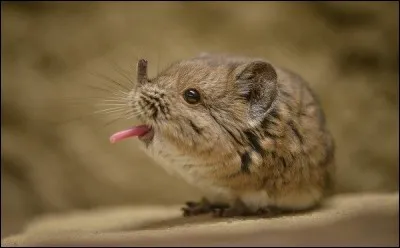 Ta nourriture préférée est...