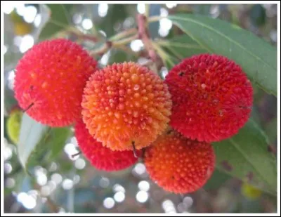 Quels sont ces fruits rouges ?