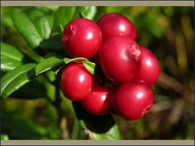 Quels sont ces fruits rouges ?