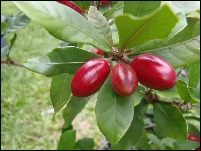 Quels sont ces fruits rouges ?