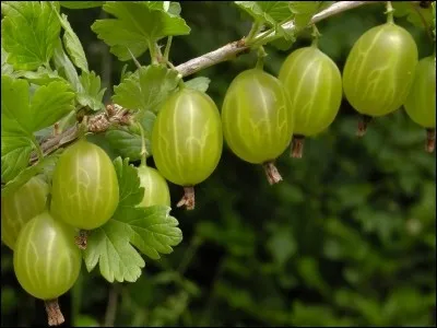 Quels sont ces fruits rouges ?