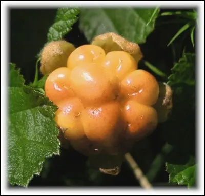 Quels est ce fruit rouge ?