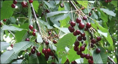 Quels sont ces fruits rouges ?