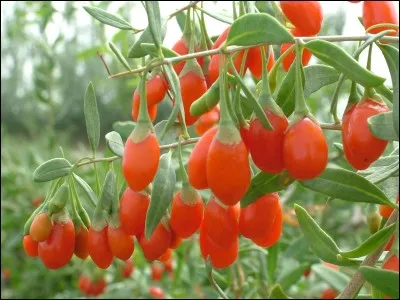 Quels sont ces fruits rouges ?