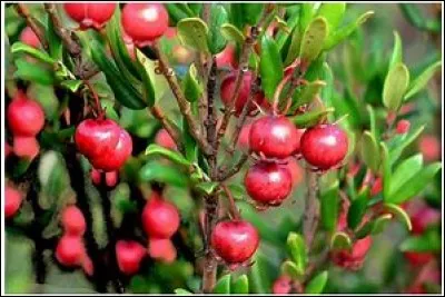 Quels sont ces fruits rouges ?