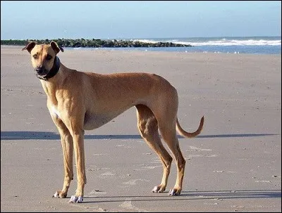 Il est très beau celui-ci, mais je ne me souviens plus de quelle race il s'agit...