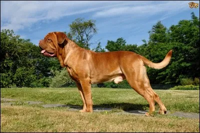 Tiens donc, je ne sais plus trop la race du chien sur cette image... 
Peux-tu me le dire ?