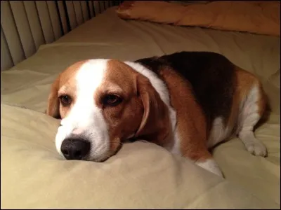 Trop chou ! En plus, celui-ci, je reconnais sa race ! C'est un...