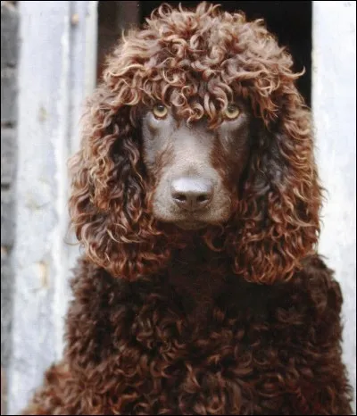 Son poil frisé est trop mignon ! C'est un...