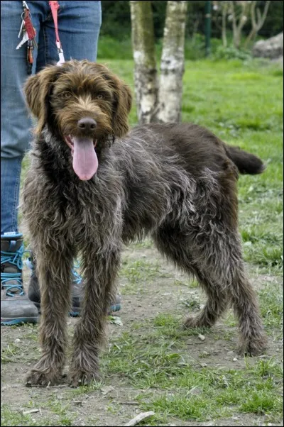 Qu'il est mignon ! Quelle est cette race ?