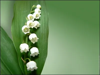 C'est également la fête de quoi ?