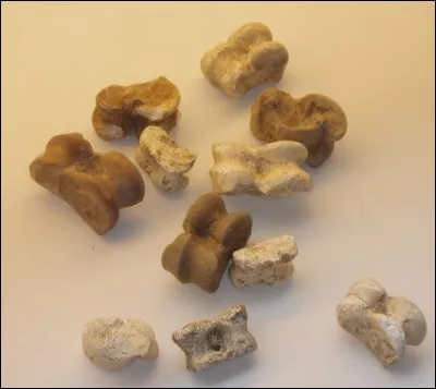 Dans le corps humain où se trouvent ces trois petits os 'le marteau, l'enclume et l'étrier' ?