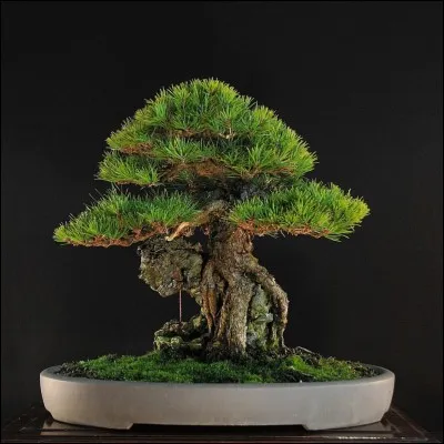 Quelle est la bonne graphie de cet arbre nain ?