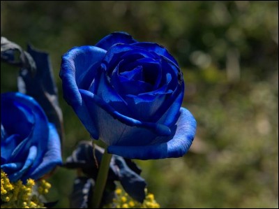 À quel domaine doit-on l'existence de cette rose bleue ?