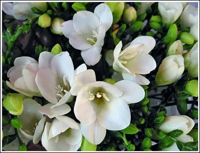 Si l'on respecte certaines traditions de mariage, la couronne de la future mariée sera composée de ces fleurs.