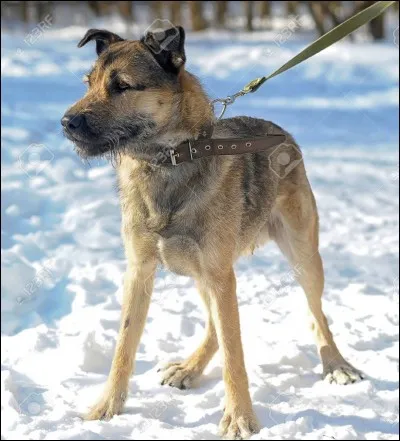 Comment s'appelle le chien des garçons ?