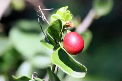 Quel est ce fruit ?